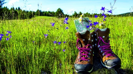 3 Wanderschuhe , Sommerwiese